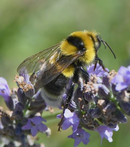 Bombus sp.